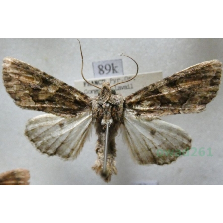 Dryobotodes tenebrosa (Esper, 1789) France89k